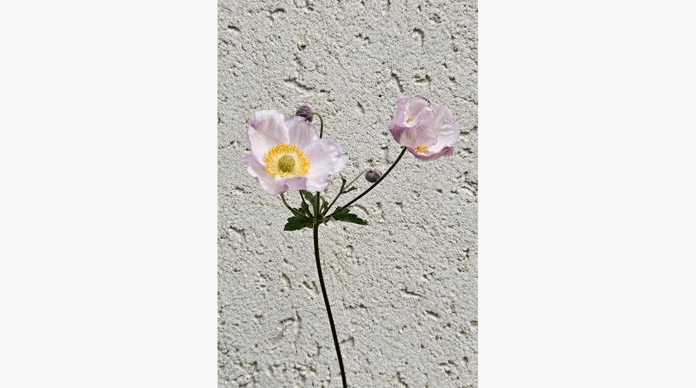 Foto von einer Blume (Anemone) in erhöhter Auflösung nach Upscaling mit einer Wand im Hintergrund