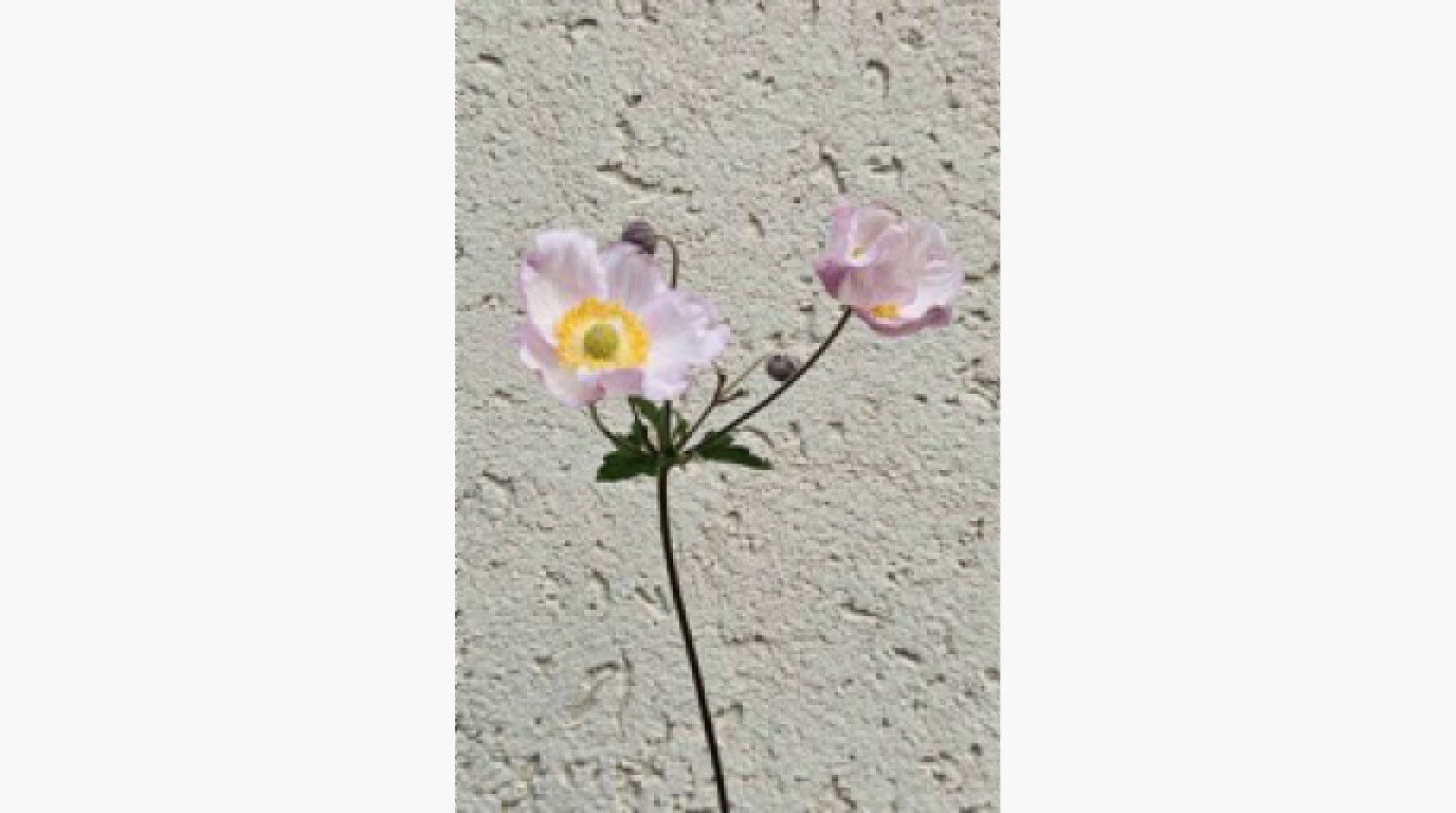 Foto von einer Blume (Anemone) in niedriger Auflösung mit einer Wand im Hintergrund